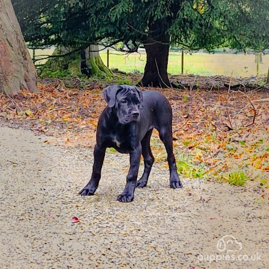 Cane Corso - Both