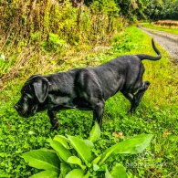 Cane Corso - Both