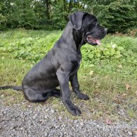 Cane Corso - Both