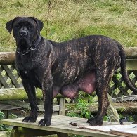 Cane Corso - Both