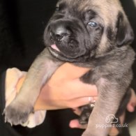 Cane Corso - Both