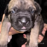 Cane Corso - Both