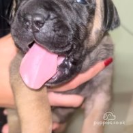 Cane Corso - Both