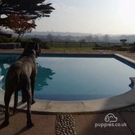 Cane Corso - Both