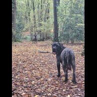 Cane Corso - Both