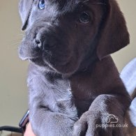 Cane Corso - Dogs