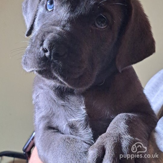 Cane Corso - Dogs