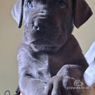 Cane Corso - Dogs