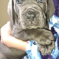 Cane Corso - Dogs