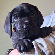 Cane Corso - Dogs