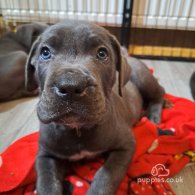 Cane Corso - Dogs