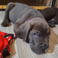 Cane Corso - Dogs