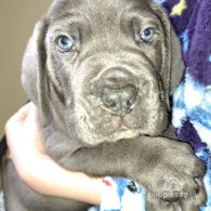 Cane Corso - Dogs