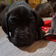 Cane Corso - Dogs