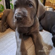 Cane Corso - Dogs