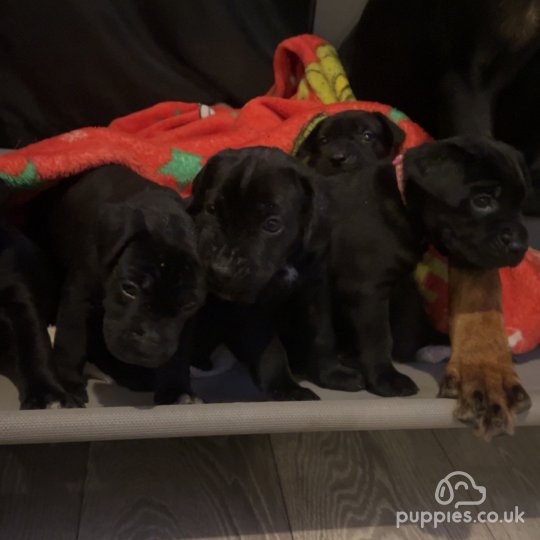 Cane Corso - Both