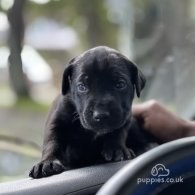 Cane Corso - Both