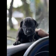 Cane Corso - Both