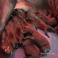 Cane Corso - Both