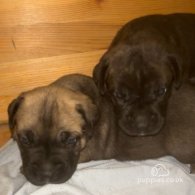 Cane Corso - Both