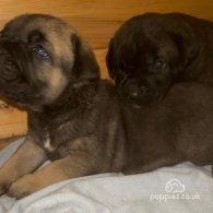 Cane Corso - Both