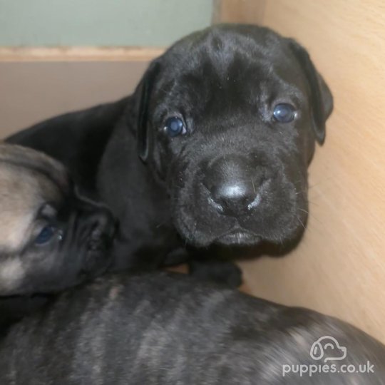 Cane Corso - Both