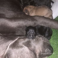 Cane Corso - Both