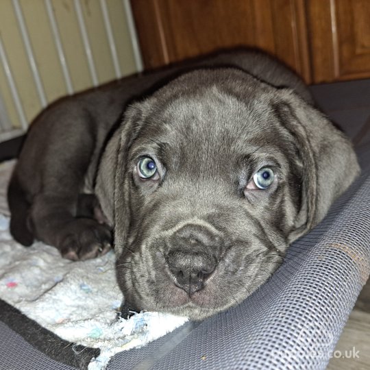 Cane Corso - Dogs