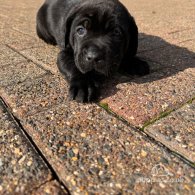 Cane Corso - Both