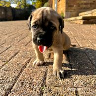 Cane Corso - Both