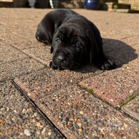 Cane Corso - Both