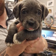 Cane Corso - Both