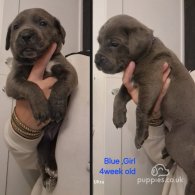 Cane Corso - Both