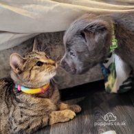 Cane Corso - Both