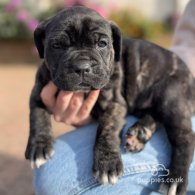 Cane Corso - Both