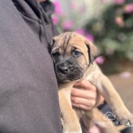 Cane Corso - Both