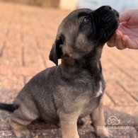 Cane Corso - Both