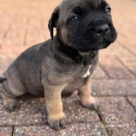 Cane Corso - Both