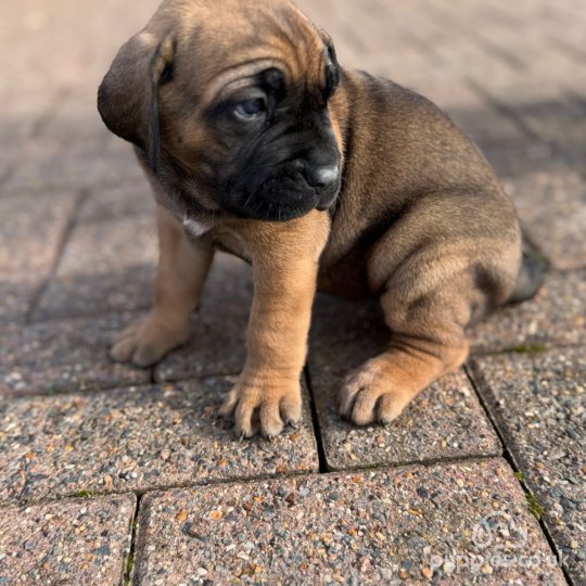 Cane Corso - Both