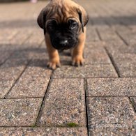 Cane Corso - Both