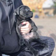 Cane Corso - Both