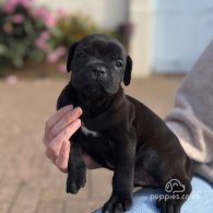 Cane Corso - Both