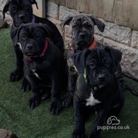 Cane Corso - Both