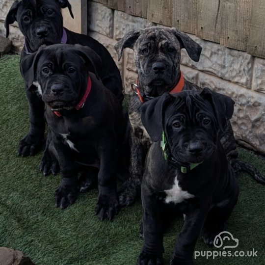 Cane Corso - Both