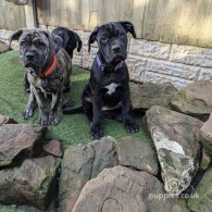 Cane Corso - Both