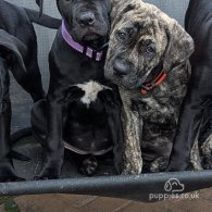 Cane Corso - Both