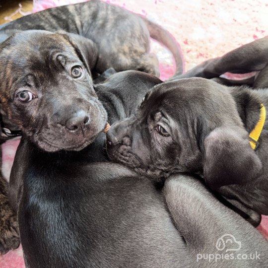 Cane Corso - Bitches