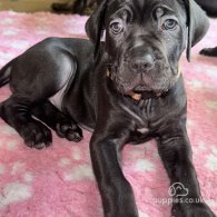 Cane Corso - Bitches