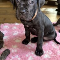 Cane Corso - Bitches