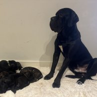 Cane Corso - Bitches